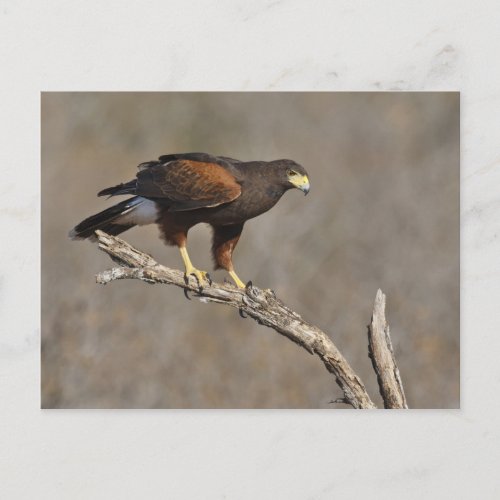 Harriss Hawk perched raptor Postcard