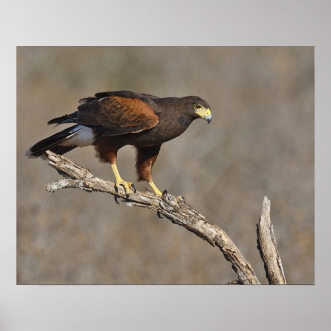 Harris's Hawk perched raptor Poster (Front)