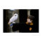 Harry and Hedwig 3