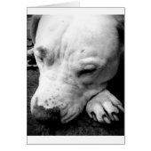 harry potter scar dog white pit bull (Front)