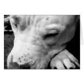 harry potter scar dog white pit bull (Front Horizontal)