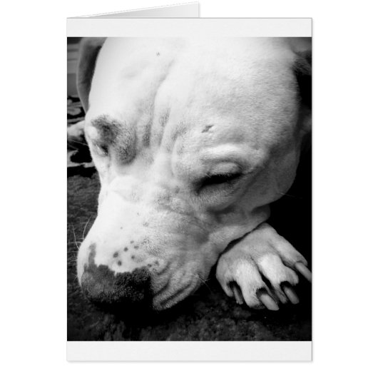 harry potter scar dog white pit bull cards (Front)