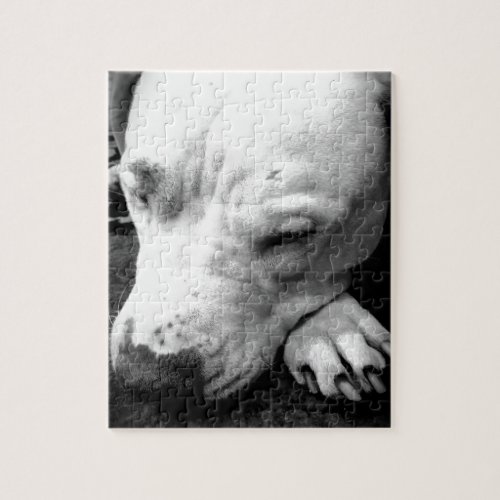 harry potter scar dog white pit bull jigsaw puzzle