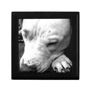 harry potter scar dog white pit bull keepsake box