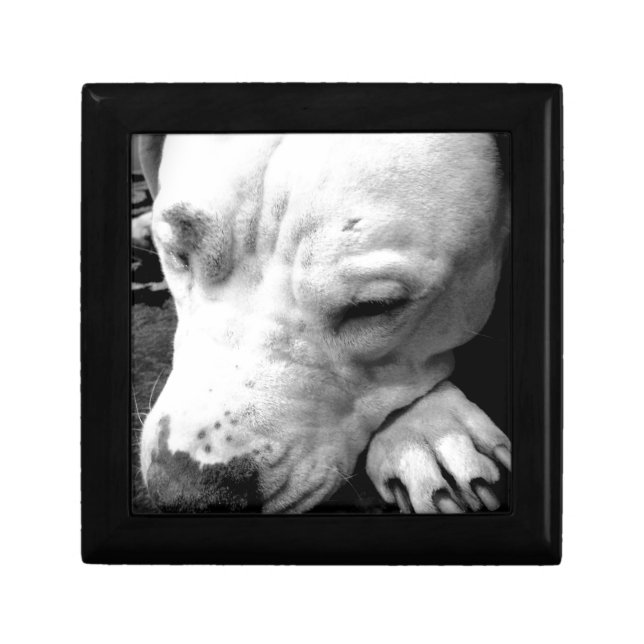 harry potter scar dog white pit bull keepsake box (Front)