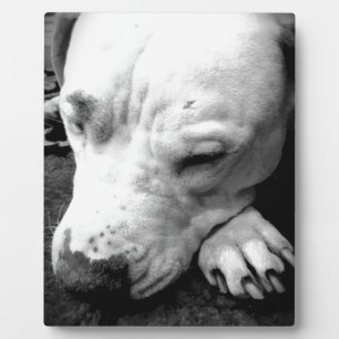 harry potter scar dog white pit bull plaque