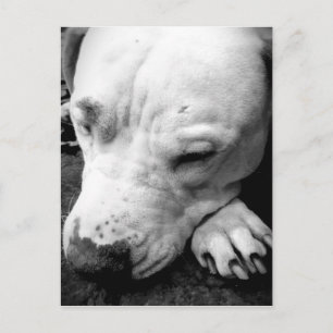 harry potter scar dog white pit bull postcard