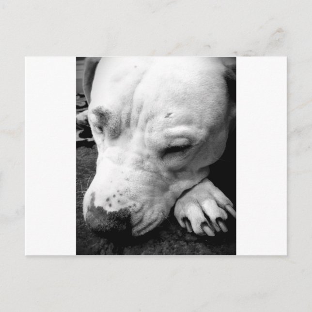 harry potter scar dog white pit bull postcard (Front)
