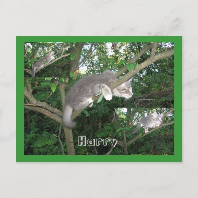 Harry the Cat Climbing A Tree Postcard (Front)