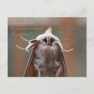Harry the Hairy Moth Postcard