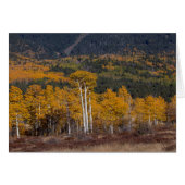 Hart Prairie Flagstaff, Arizona (Front Horizontal)