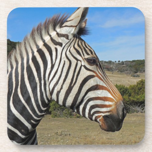 Hartmanns Zebra Profile at Fossil Rim Coaster