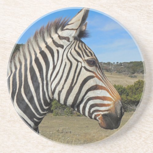 Hartmanns Zebra Profile at Fossil Rim Drink Coaster