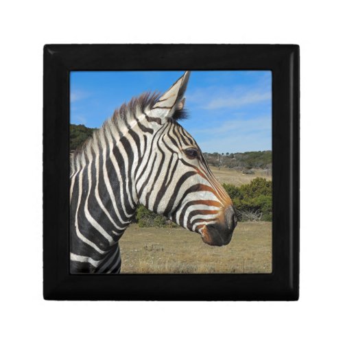 Hartmanns Zebra Profile at Fossil Rim Gift Box