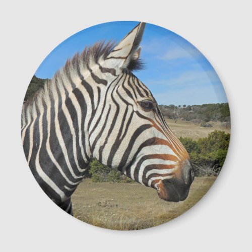 Hartmanns Zebra Profile at Fossil Rim Magnet