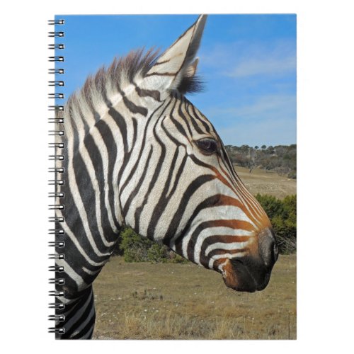 Hartmanns Zebra Profile at Fossil Rim Notebook