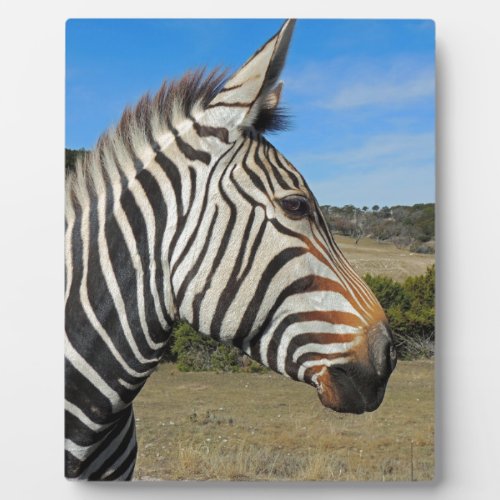 Hartmanns Zebra Profile at Fossil Rim Plaque