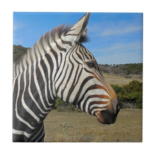 Hartmanns Zebra Profile at Fossil Rim Tile