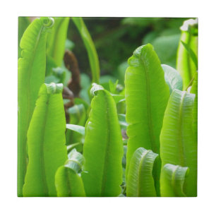 Hart's Tongue Fern Tile