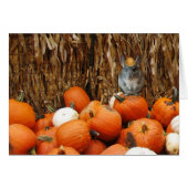 Harvest Chinchilla (Front Horizontal)