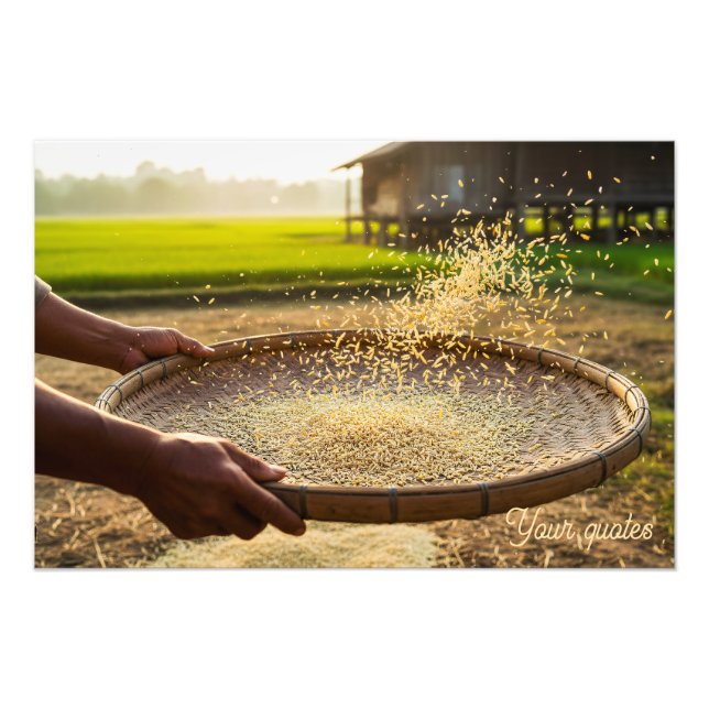Harvest Grain, Rice Field Photo Print (Front)