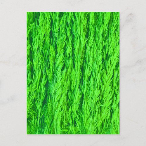 Harvest Green Grass Seed Macro Photo Postcard