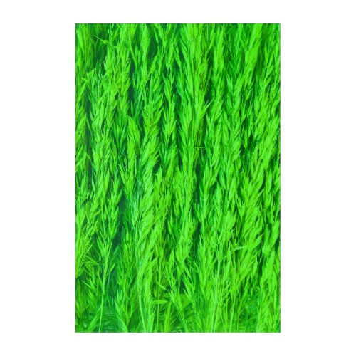 Harvest Green Grass Seed Photo  Acrylic Print