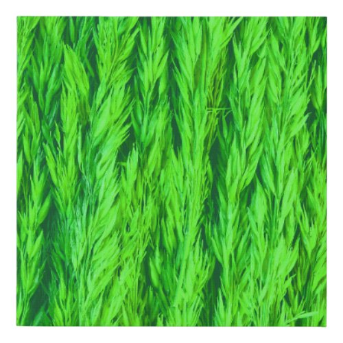 Harvest Green Grass Seed Photo  Faux Canvas Print