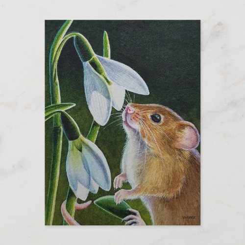 Harvest Mouse Smelling Snowdrops Watercolor Art Po Postcard