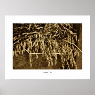 Harvest Oats Poster