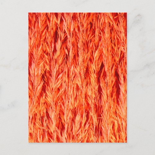 Harvest Red Grass Seeds Bundled Macro Photo Postcard