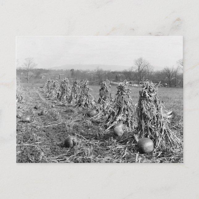 Harvest Season, 1906 Postcard (Front)