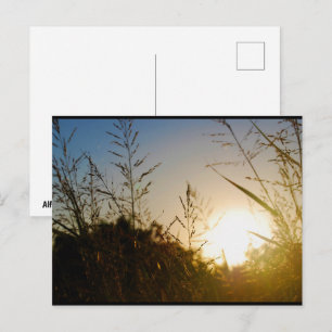 Harvest Sunrise Postcard