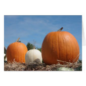 HARVEST TIME!!!! (Front Horizontal)