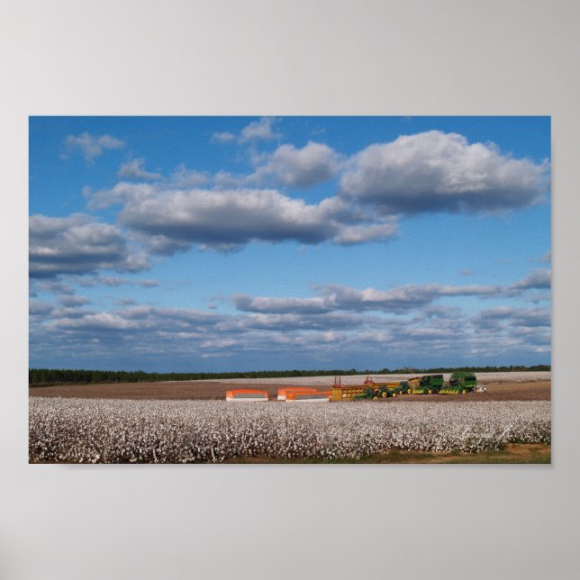 Harvest Time in a Cotton Field Canvas or Poster (Front)