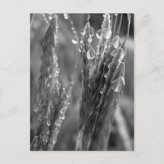 Harvest time postcard