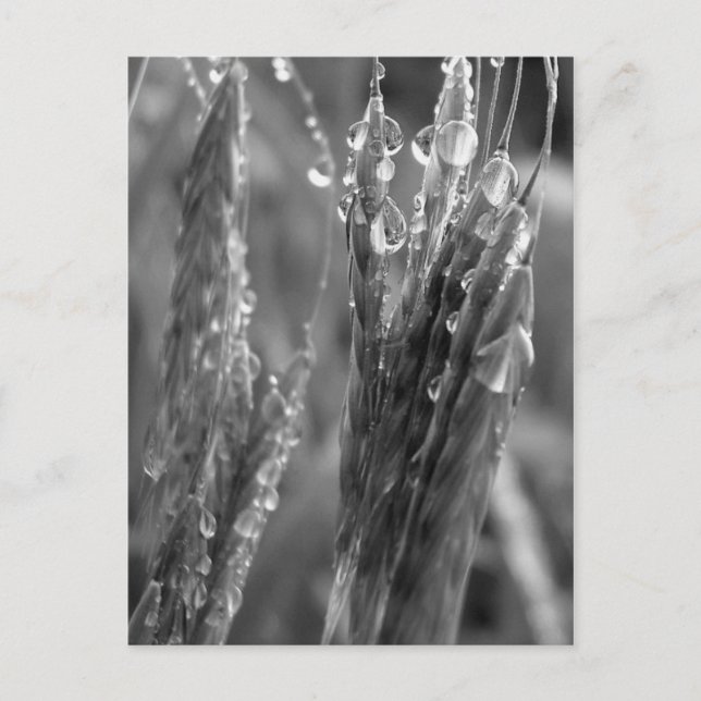 Harvest time postcard (Front)