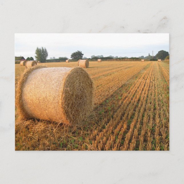 Harvest Time Postcard (Front)