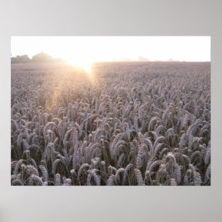 Harvest Time Poster
