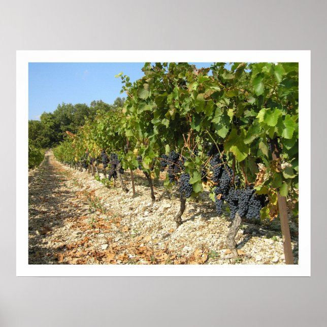 Harvest Time Poster (Front)