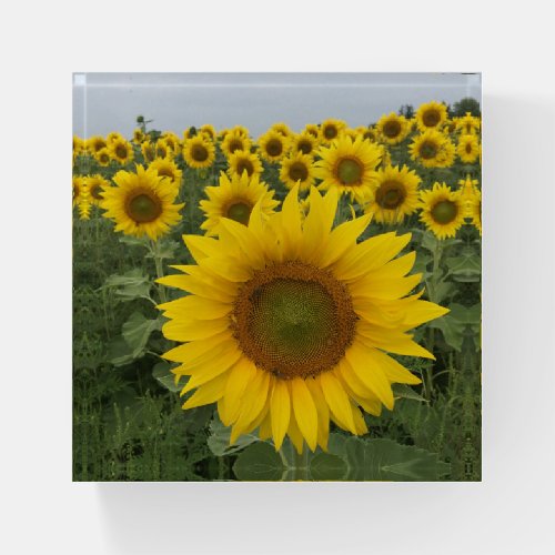 Harvest Yellow Sunflowers Paperweight