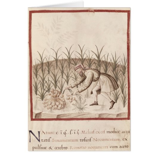 Harvesting Garlic Cards (Front)