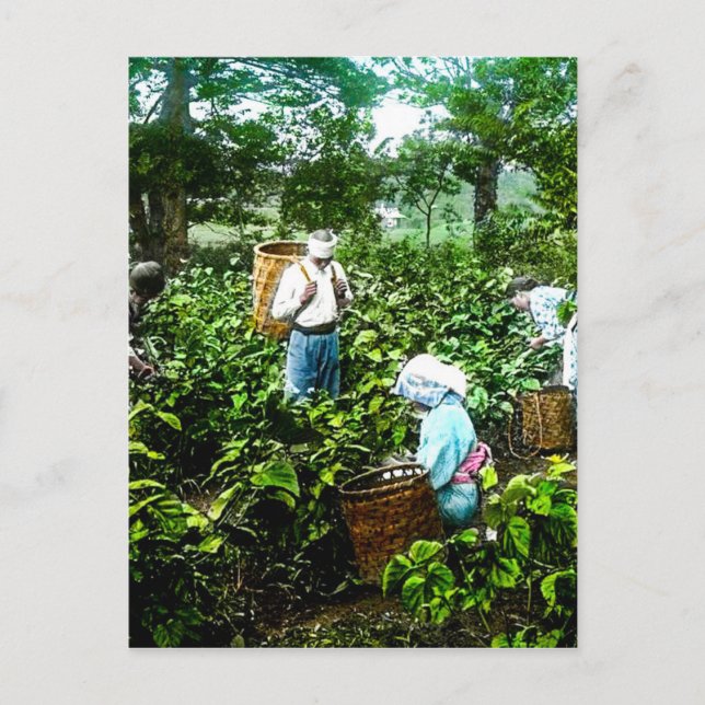 Harvesting Green Tea Leaves Old Japan Farmers Postcard (Front)