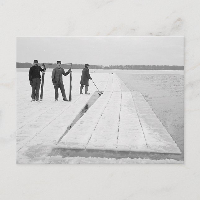 Harvesting Ice Blocks, 1906 Postcard (Front)