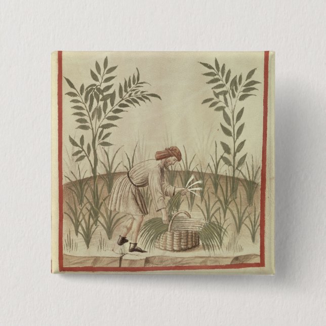 Harvesting Leeks, from 'Tacuinum Sanitatis' Pinback Button (Front)