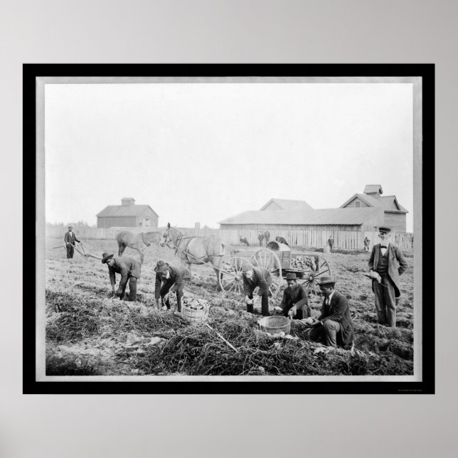 Harvesting Potatoes at Claflin University 1900 Poster (Front)
