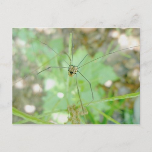 Harvestman Daddy Longlegs Opiliones Postcard