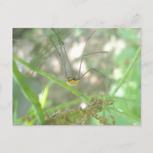 Harvestman Daddy Longlegs Opiliones Postcard