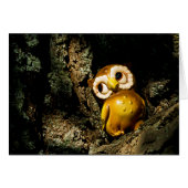 Harvey the Owl I (Front Horizontal)