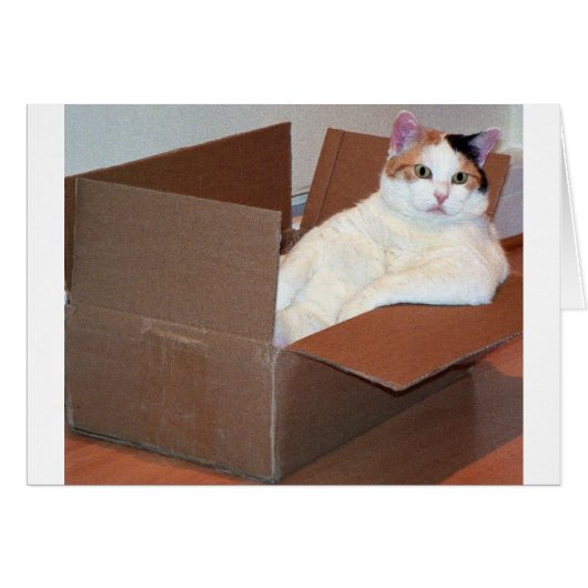 "Has anyone seen my shades?'' (Front Horizontal)